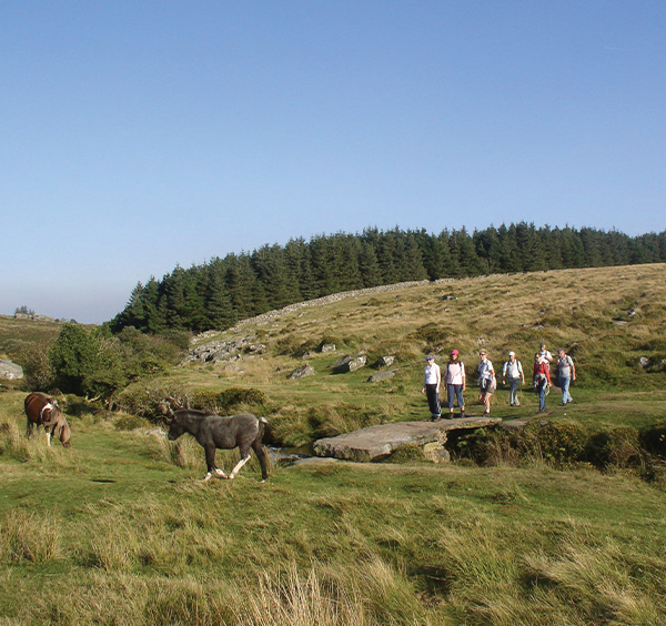 Guided Walks